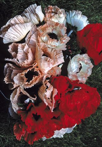 Photos von Blumenvarianten benutzt als: Beet- / Rabattenpflanze Papaver orientale Haremstraum