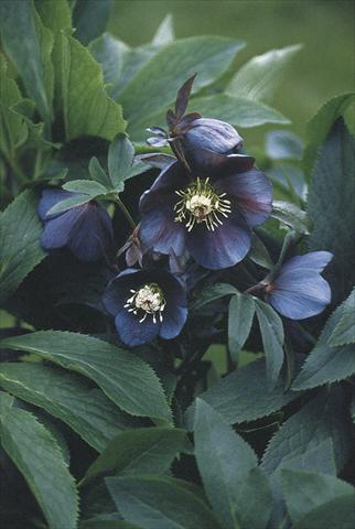 Photos von Blumenvarianten benutzt als: Beet- / Rabattenpflanze Helleborus Orientalis-Hybr. Blue Metallic Lady