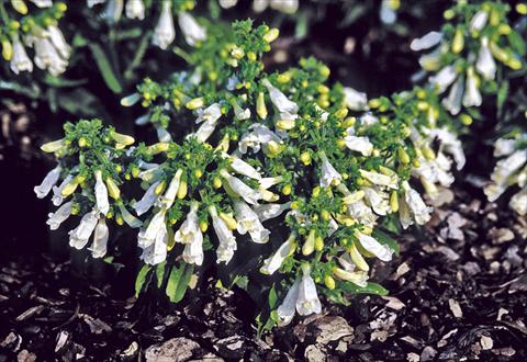 Photos von Blumenvarianten benutzt als: Beet- / Rabattenpflanze Penstemon hirsutus var. pygmeus f. albus Penstemon f. albus