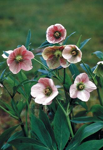 Photos von Blumenvarianten benutzt als: Beet- / Rabattenpflanze Helleborus Orientalis-Hybr. Pink Lady
