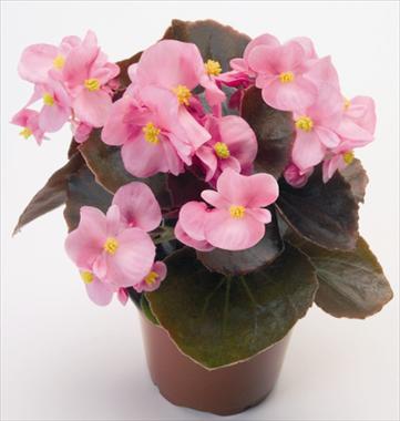 Photos von Blumenvarianten benutzt als: Topf und Beet Begonia semperflorens Nightlife Pink