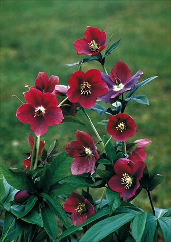 Photos von Blumenvarianten benutzt als: Beet- / Rabattenpflanze Helleborus Orientalis-Hybr. Red Lady