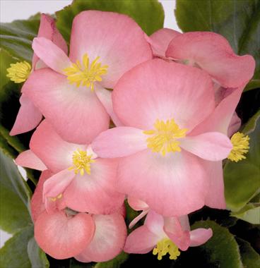 Photos von Blumenvarianten benutzt als: Topf und Beet Begonia semperflorens Sprint Blush