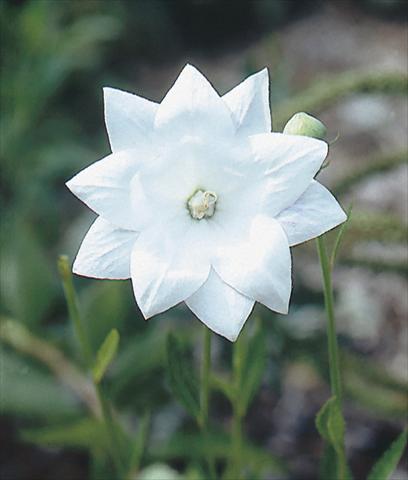 Photos von Blumenvarianten benutzt als: Beet- / Rabattenpflanze Platycodon grandiflorus Hakone White