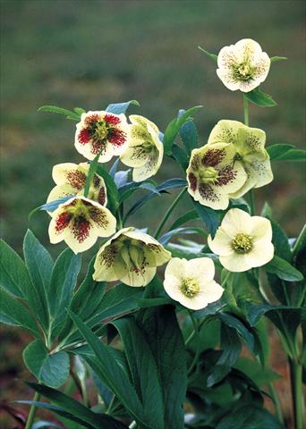 Photos von Blumenvarianten benutzt als: Beet- / Rabattenpflanze Helleborus Orientalis-Hybr. Yellow Lady