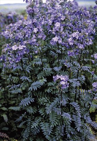 Photos von Blumenvarianten benutzt als: Topf und Beet Polemonium yezoense Purple Rain Strain
