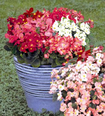 Photos von Blumenvarianten benutzt als: Topf und Beet Begonia semperflorens Sprint Mix
