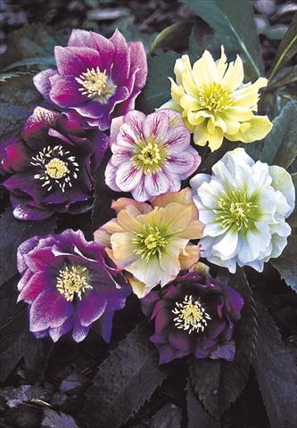 Photos von Blumenvarianten benutzt als: Beet- / Rabattenpflanze Helleborus Orientalis-Hybr. Double Ladies Mixed
