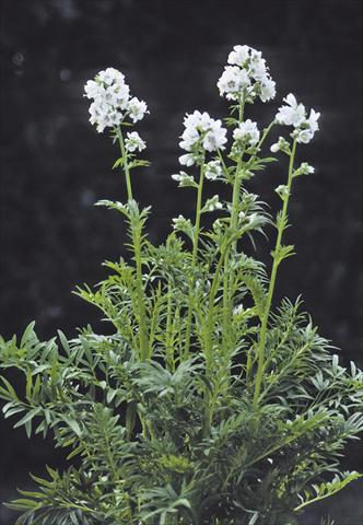 Photos von Blumenvarianten benutzt als: Beet- / Rabattenpflanze Polemonium caeruleum Filigree Clouds