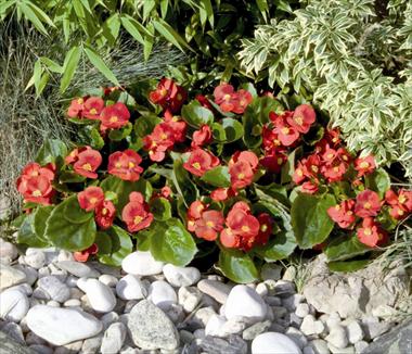 Photos von Blumenvarianten benutzt als: Topf und Beet Begonia semperflorens Sprint Scarlet