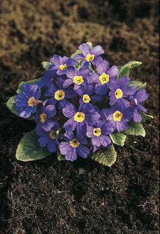 Photos von Blumenvarianten benutzt als: Topf und Beet Primula x pruhoniciana Bergfrühling® Blue