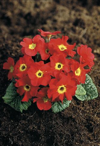 Photos von Blumenvarianten benutzt als: Topf und Beet Primula x pruhoniciana Bergfrühling® Red