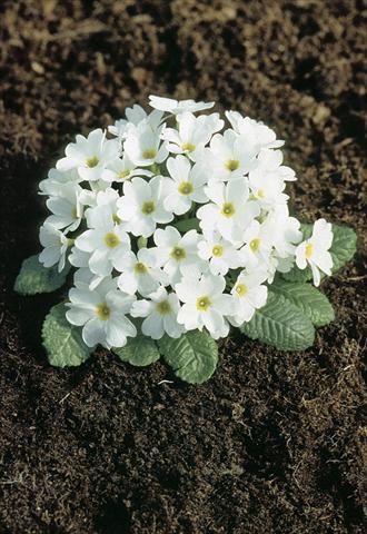 Photos von Blumenvarianten benutzt als: Topf und Beet Primula x pruhoniciana Bergfrühling® White