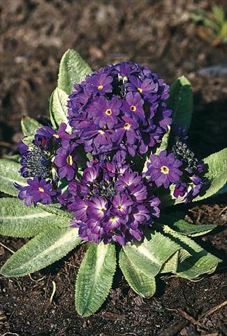 Photos von Blumenvarianten benutzt als: Topf und Beet Primula denticulata Blue Selection