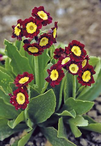 Photos von Blumenvarianten benutzt als: Topf und Beet Primula x pubescens Exhibition Red