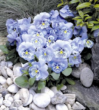 Photos von Blumenvarianten benutzt als: Topf und Beet Viola wittrockiana Cats Light Blue