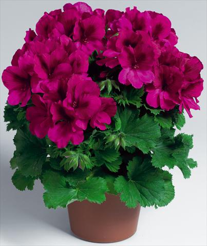 Photos von Blumenvarianten benutzt als: Topf Pelargonium grandiflorum Aristo® Burgundy