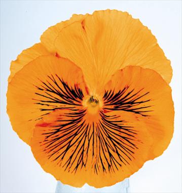 Photos von Blumenvarianten benutzt als: Topf und Beet Viola wittrockiana Cats Orange