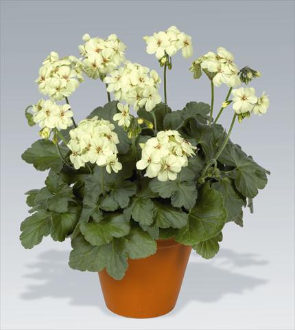 Photos von Blumenvarianten benutzt als: Topf, Beet, Terrasse Pelargonium zonale pac® First Yellow