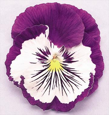 Photos von Blumenvarianten benutzt als: Topf und Beet Viola wittrockiana Cats Purple White