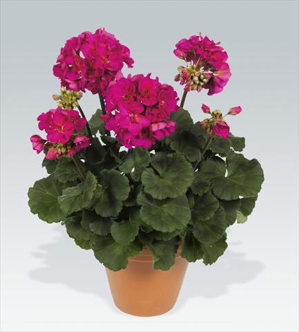 Photos von Blumenvarianten benutzt als: Topf, Beet, Terrasse Pelargonium zonale pac® Neona