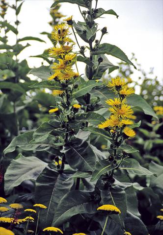 Photos von Blumenvarianten benutzt als: Beet- / Rabattenpflanze Inula racemosa Sonnenspeer
