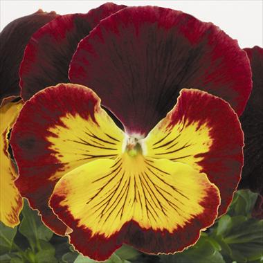 Photos von Blumenvarianten benutzt als: Topf und Beet Viola wittrockiana Cats Red Gold