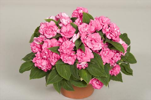 Photos von Blumenvarianten benutzt als: Topf, Beet, Terrasse, Ampel Impatiens walleriana Silhouette® Pink