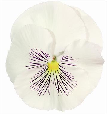 Photos von Blumenvarianten benutzt als: Topf und Beet Viola wittrockiana Cats White