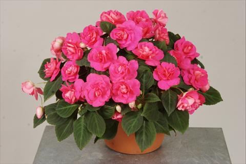 Photos von Blumenvarianten benutzt als: Topf, Beet, Terrasse, Ampel Impatiens walleriana Silhouette® Rose