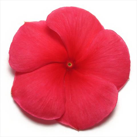 Photos von Blumenvarianten benutzt als: Topf und Beet Catharanthus roseus - Vinca Pacifica Dark Red XP