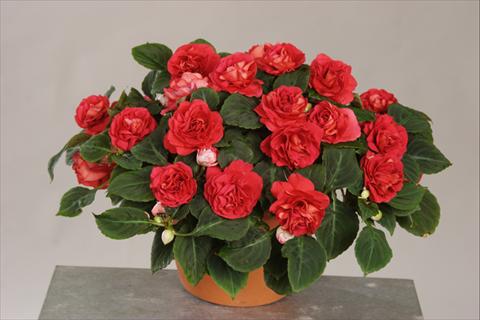 Photos von Blumenvarianten benutzt als: Topf, Beet, Terrasse, Ampel Impatiens walleriana Silhouette® Red