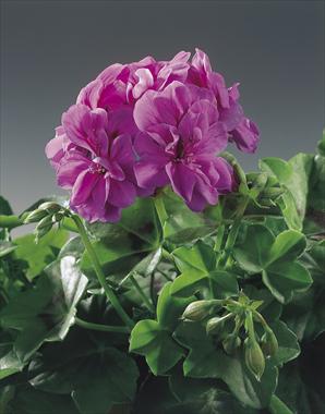 Photos von Blumenvarianten benutzt als: Beet, Terrasse, Ampel Pelargonium peltatum pac® Amelit