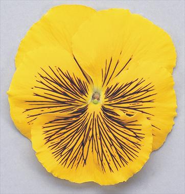 Photos von Blumenvarianten benutzt als: Topf und Beet Viola wittrockiana Cats Yellow