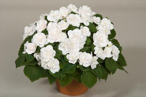 Photos von Blumenvarianten benutzt als: Topf, Beet, Terrasse, Ampel Impatiens walleriana Silhouette® White