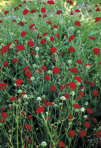 Photos von Blumenvarianten benutzt als: Beet- / Rabattenpflanze Knautia macedonica Mars Midget