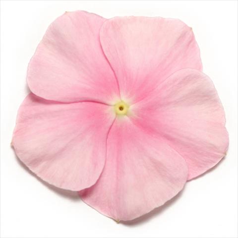 Photos von Blumenvarianten benutzt als: Topf und Beet Catharanthus roseus - Vinca Pacifica Icy Pink XP