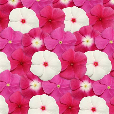 Photos von Blumenvarianten benutzt als: Topf und Beet Catharanthus roseus - Vinca Pacifica Merlot Mix XP