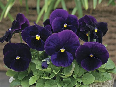 Photos von Blumenvarianten benutzt als: Topf und Beet Viola wittrockiana Karma Purple