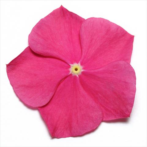 Photos von Blumenvarianten benutzt als: Topf und Beet Catharanthus roseus - Vinca Pacifica Raspberry XP