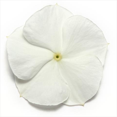 Photos von Blumenvarianten benutzt als: Topf und Beet Catharanthus roseus - Vinca Pacifica White XP
