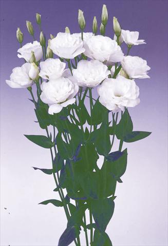 Photos von Blumenvarianten benutzt als: Schnittblume Lisianthus (Eustoma grandiflorum) Lisi Borealis White
