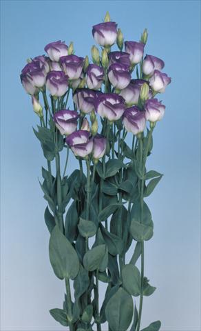 Photos von Blumenvarianten benutzt als: Schnittblume Lisianthus (Eustoma grandiflorum) Lisi Piccolo1 Blue Rim