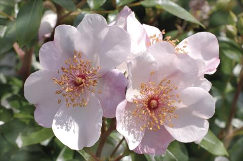 Photos von Blumenvarianten benutzt als: Beet- / Rabattenpflanze Rosa floribunda Meilland Astronomia 