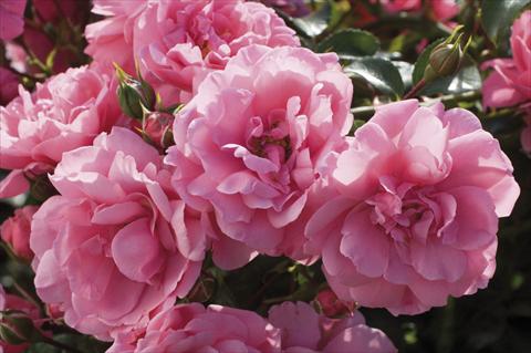 Photos von Blumenvarianten benutzt als: Beet- / Rabattenpflanze Rosa floribunda Pink Meilove