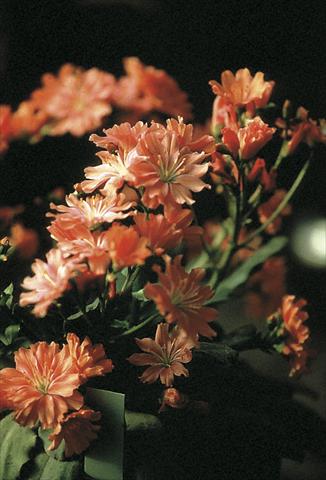 Photos von Blumenvarianten benutzt als: Topf und Beet Lewisia cotyledon Fransi