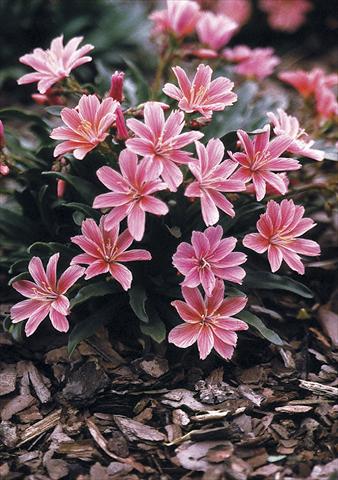 Photos von Blumenvarianten benutzt als: Topf, Beet, Terrasse Lewisia longipetala Little Plum
