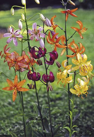 Photos von Blumenvarianten benutzt als: Beet- / Rabattenpflanze Lilium Martagon-Hybr Painted Ladies