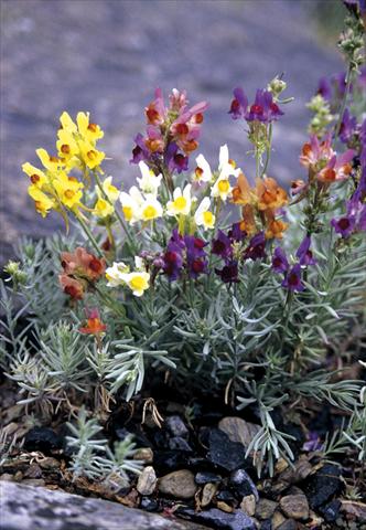 Photos von Blumenvarianten benutzt als: Beet- / Rabattenpflanze Linaria aeruginea Neon Lights