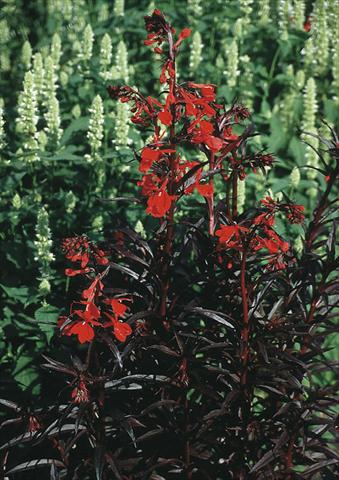 Photos von Blumenvarianten benutzt als: Beet- / Rabattenpflanze Lobelia fulgens Queen Victoria (Elmfeuer)